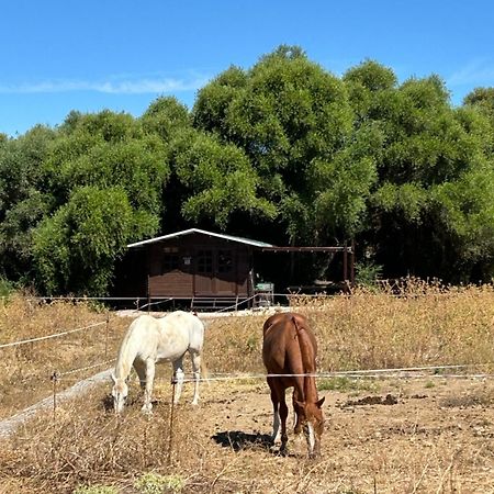 Cabana Rustica En Un Rancho Con Caballos, Prado Del Rey, Andalucia Luaran gambar
