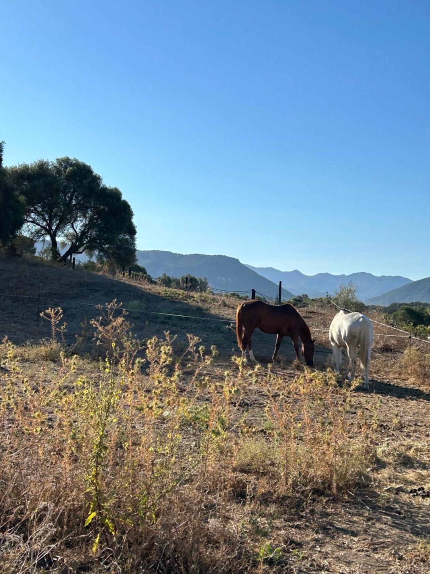 Cabana Rustica En Un Rancho Con Caballos, Prado Del Rey, Andalucia Luaran gambar