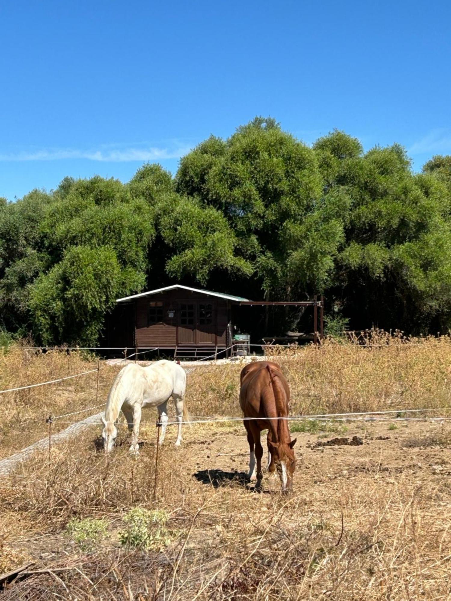 Cabana Rustica En Un Rancho Con Caballos, Prado Del Rey, Andalucia Luaran gambar