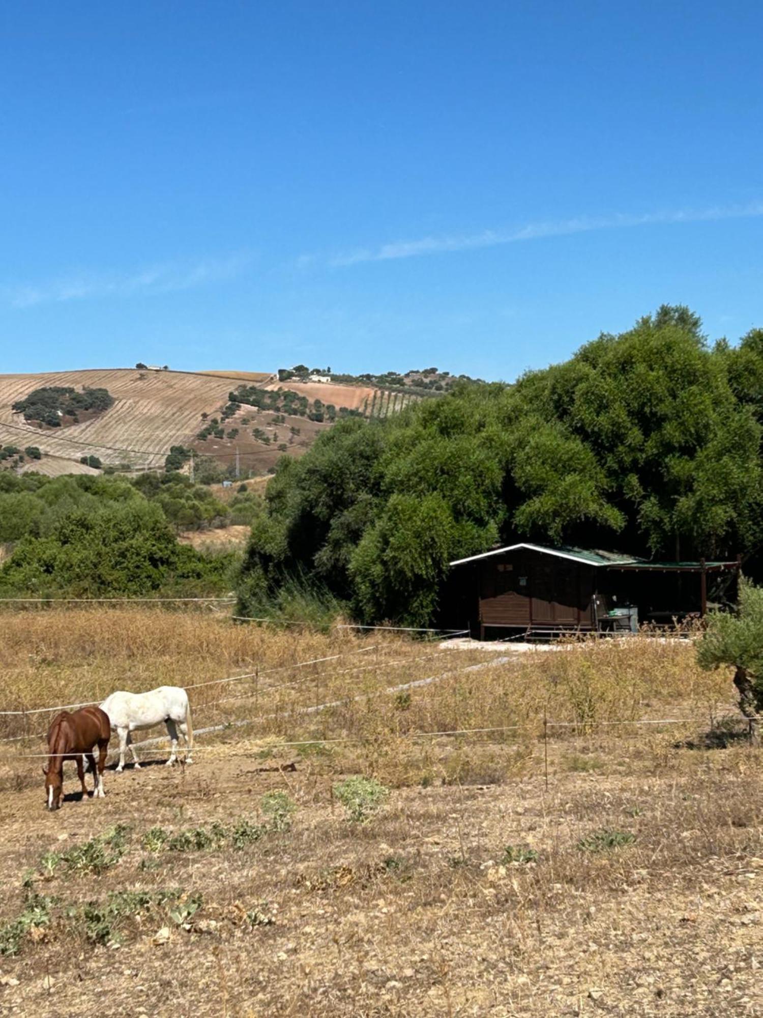 Cabana Rustica En Un Rancho Con Caballos, Prado Del Rey, Andalucia Luaran gambar
