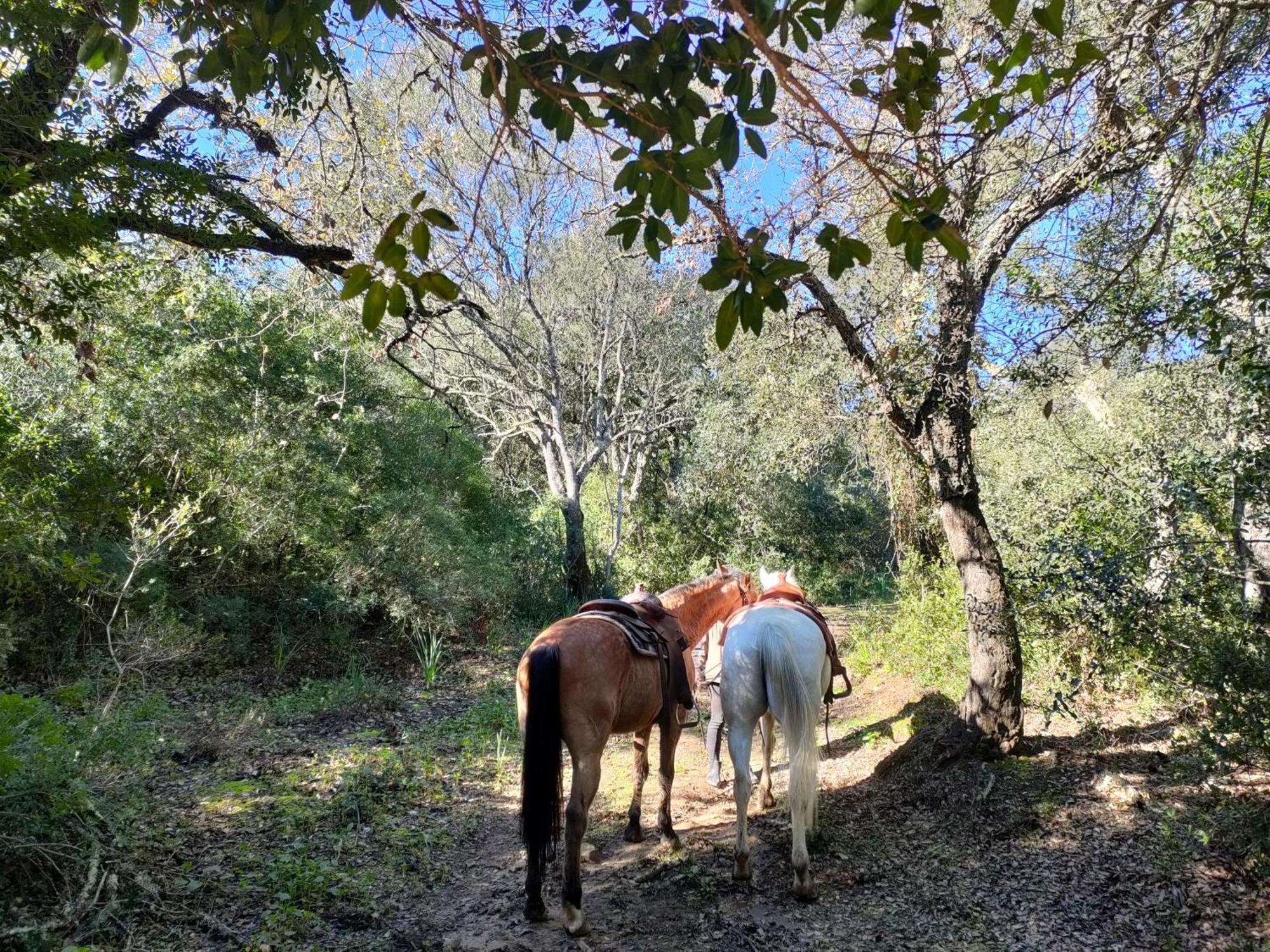 Cabana Rustica En Un Rancho Con Caballos, Prado Del Rey, Andalucia Luaran gambar