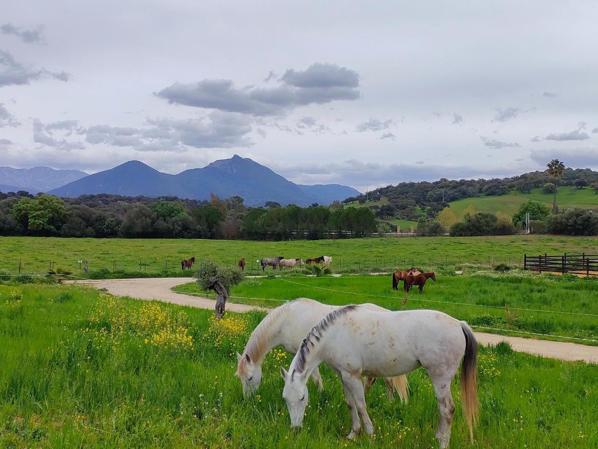 Cabana Rustica En Un Rancho Con Caballos, Prado Del Rey, Andalucia Luaran gambar