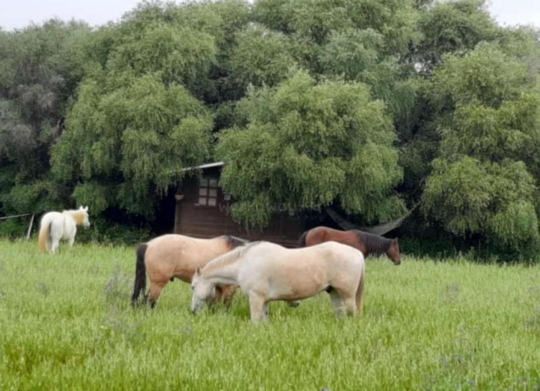 Cabana Rustica En Un Rancho Con Caballos, Prado Del Rey, Andalucia Luaran gambar